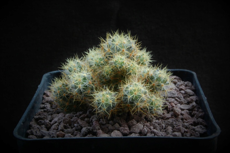 Mammillaria multiceps 3650-210