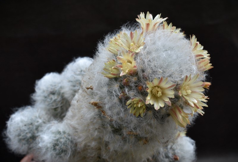 Mammillaria bocasana 3663-212