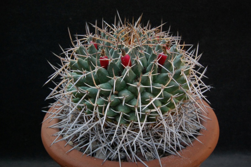 Mammillaria vagaspina 3723-212