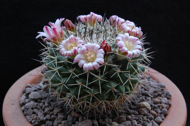 Mammillaria crassa 3805-210