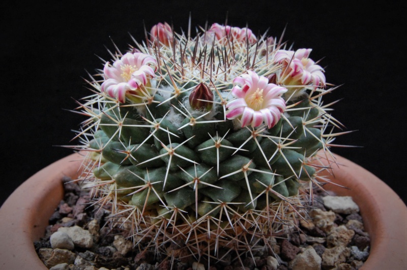 Mammillaria crassa 3805-211