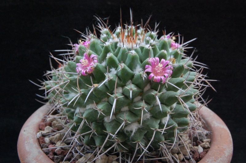 Mammillaria compressa 4074-210