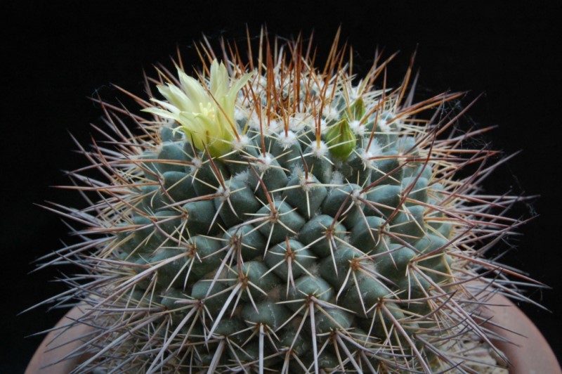 Mammillaria petrophila 416-2014