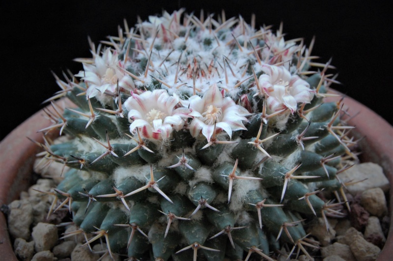 Mammillaria eumorpha 4253-210