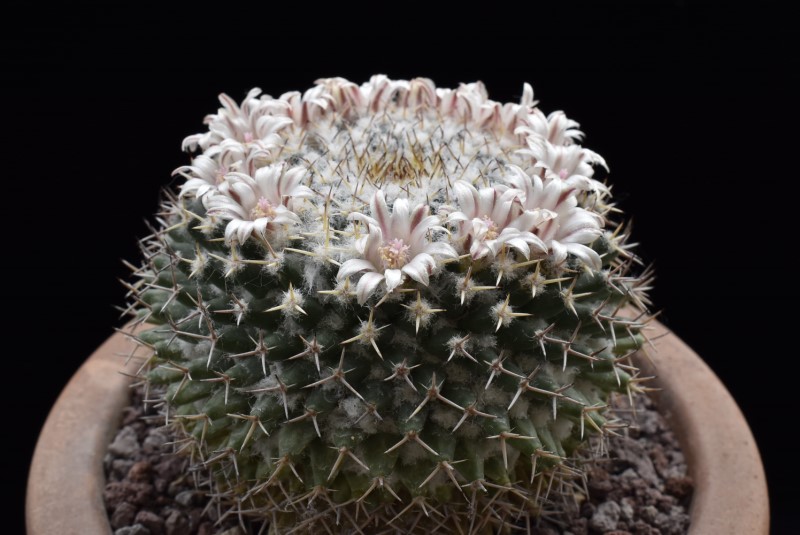 Mammillaria eumorpha 4253-211