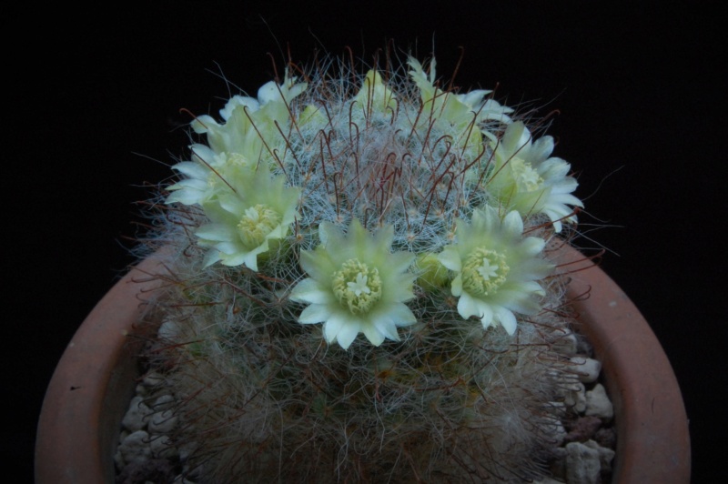 Mammillaria kunzeana 494-2010