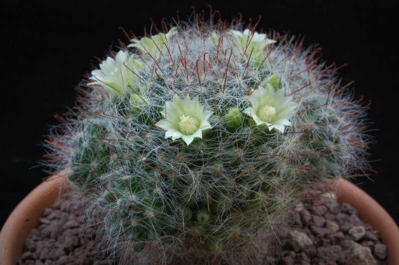 Mammillaria kunzeana 494-2011