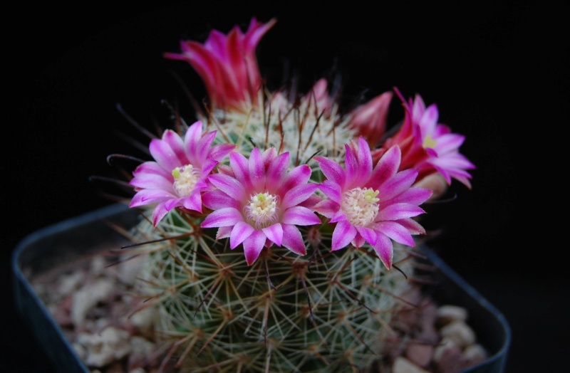 Mammillaria duoformis 5117-210