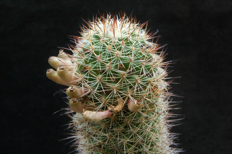 Mammillaria duoformis 5118-210