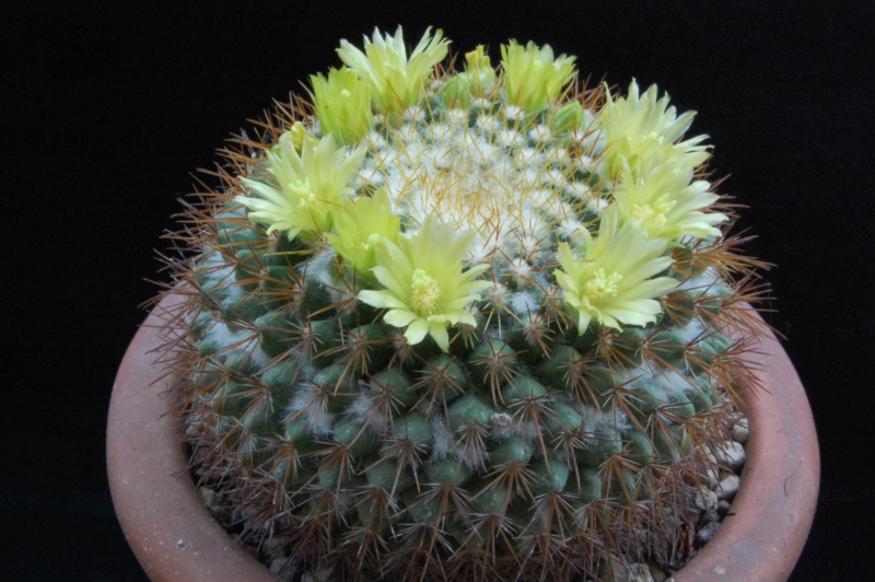 Mammillaria canelensis 5128-210