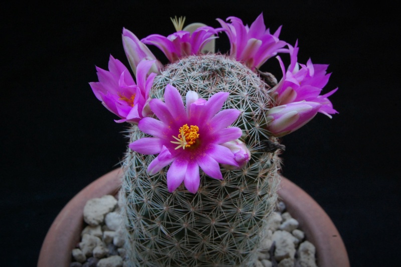 Mammillaria gueldemanniana 5510-211