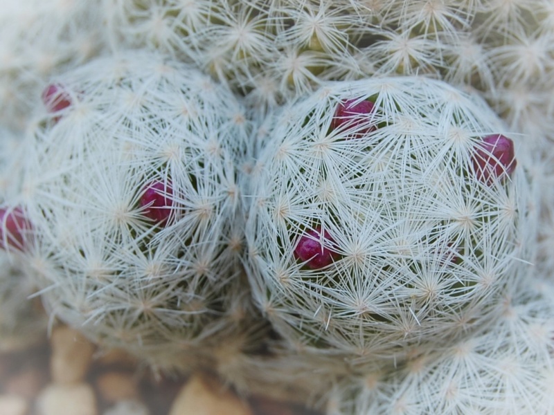 Mammillaria humboldtii 583-2012