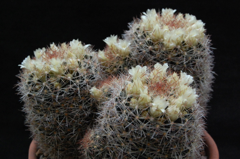 Mammillaria rischeri 6083-210