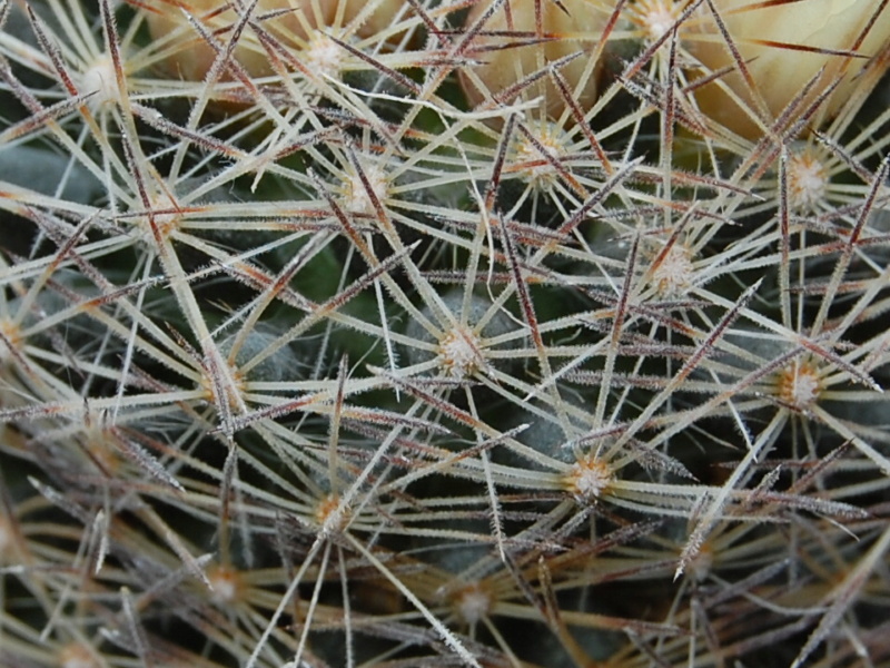 Mammillaria rischeri 6083-211