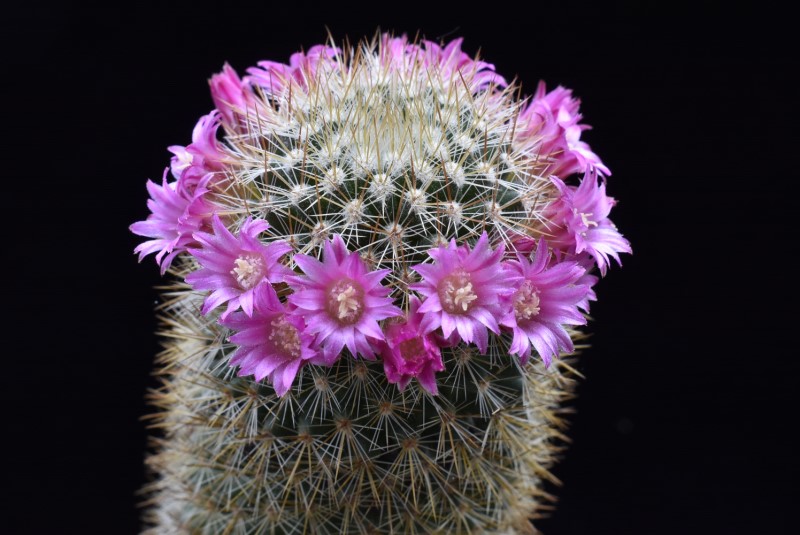 Mammillaria spinosissima 6250-213