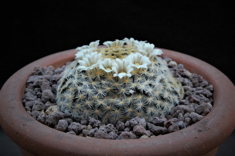 Mammillaria schiedeana 6409-212