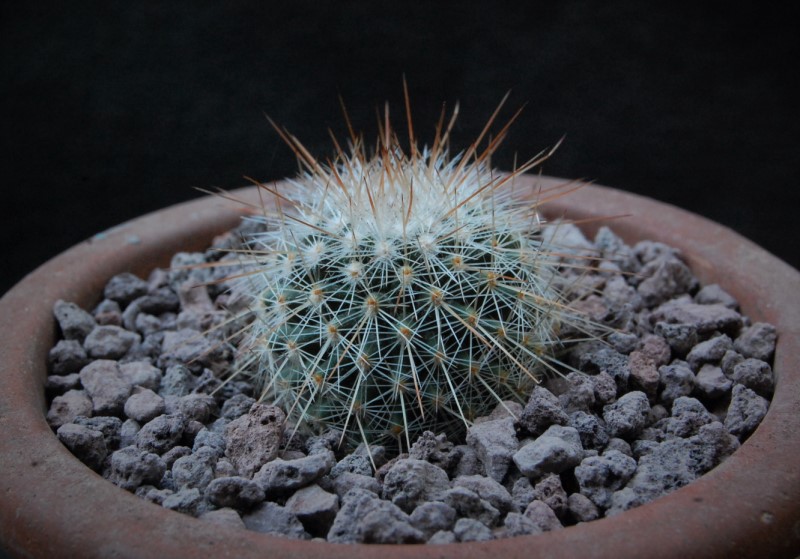 Mammillaria meyranii 7305-210