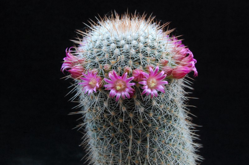 Mammillaria meyranii 7310-210