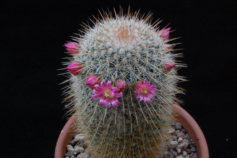 Mammillaria meyranii 7310-211