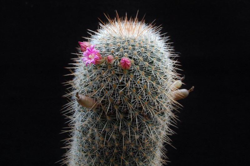 Mammillaria meyranii 7310-212