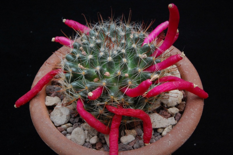 Mammillaria monancistracantha 7351-210