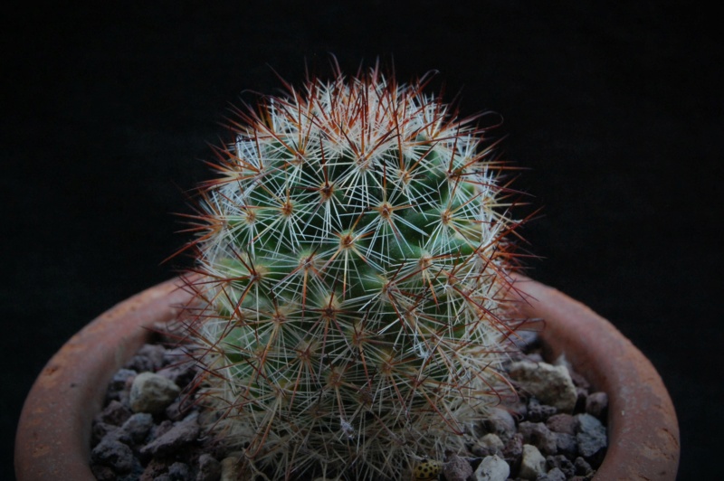 Mammillaria centraliplumosa 7359-210