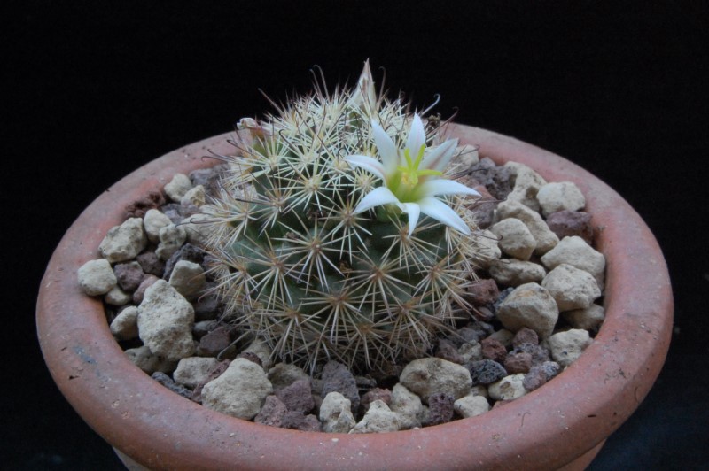 Mammillaria blossfeldiana 7371-212