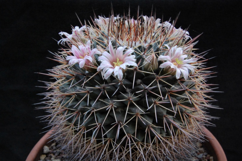 Mammillaria melanocentra 7472-210