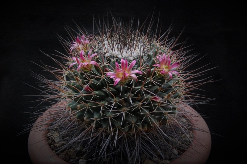 Mammillaria mystax 7498-211