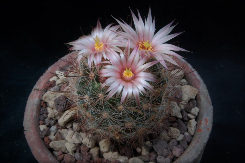 Mammillaria barbata 7529-210