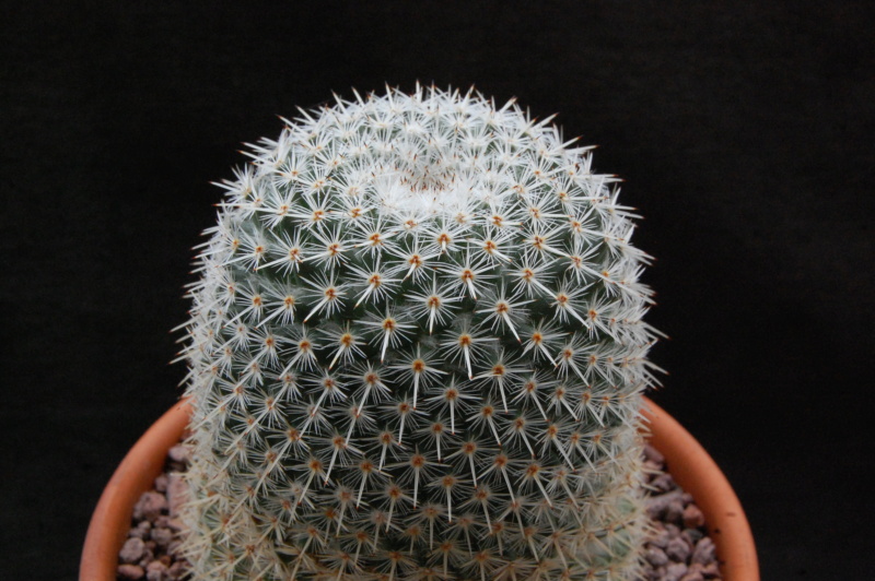 Mammillaria noureddineana 8013-210