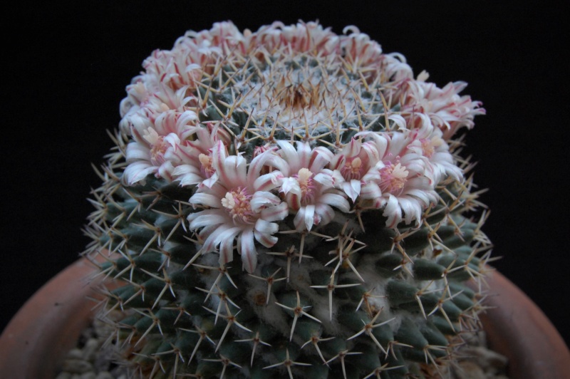 Mammillaria eumorpha 8058-210