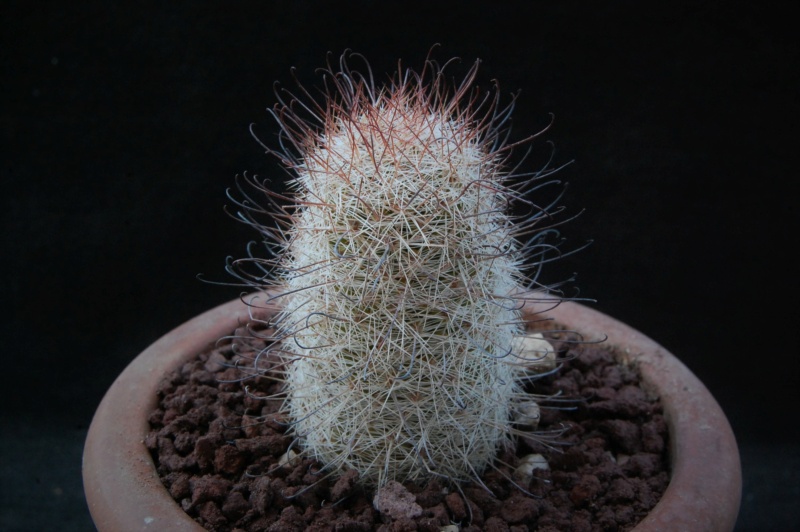 Mammillaria microcarpa 8063-212