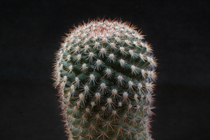 Mammillaria rhodantha 8091-213