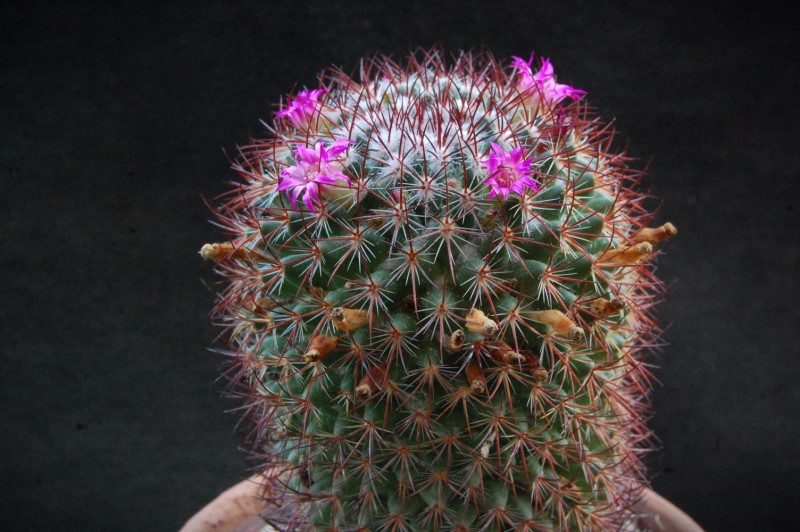 Mammillaria bonavitii 8126-211