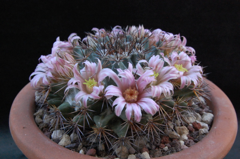 Mammillaria melanocentra 8202-210