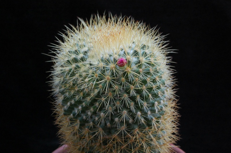 Mammillaria rhodantha 8337-210