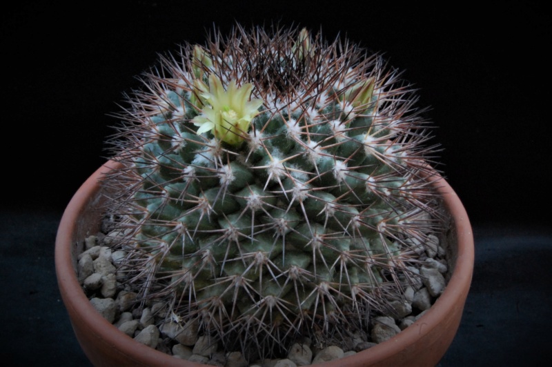 Mammillaria bocensis 8422-210