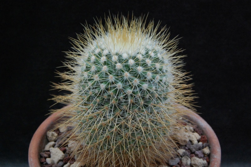 Mammillaria nunezii 8443-210