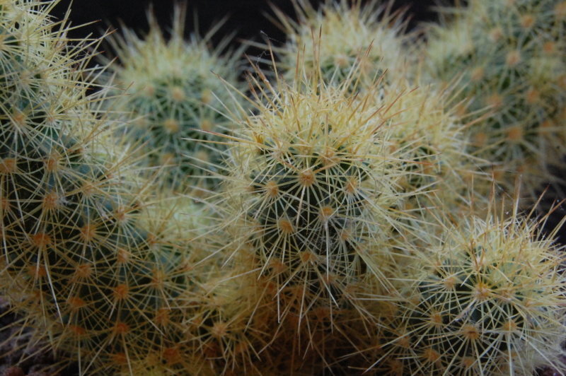 Mammillaria elongata 9226-211