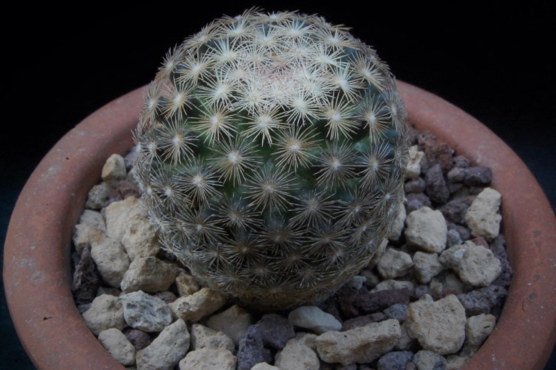 Mammillaria stella-de-tacubaya 9246-212