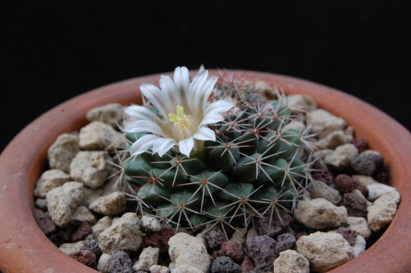 Mammillaria heyderi 9298-211