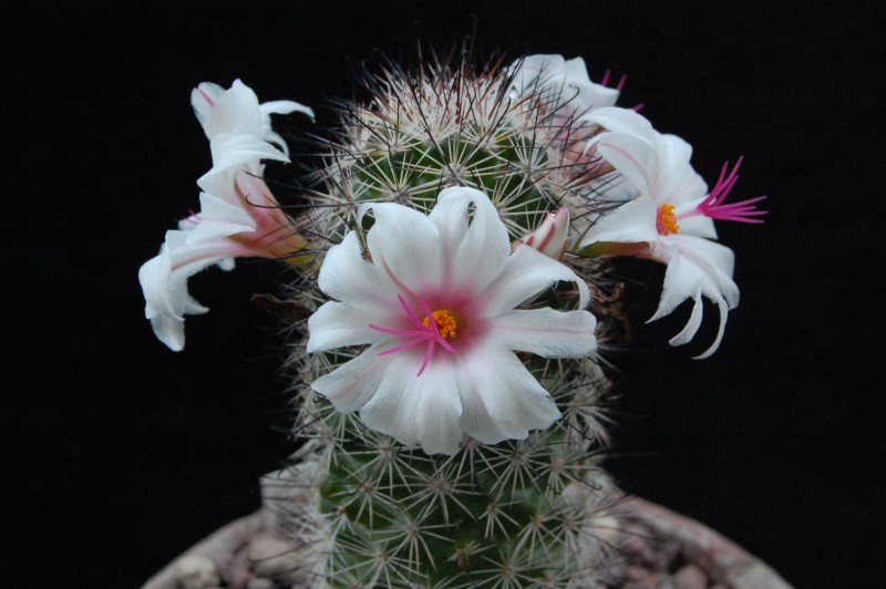 Mammillaria albicans 9410-211