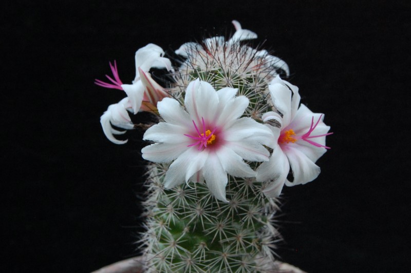 Mammillaria albicans 9410-213