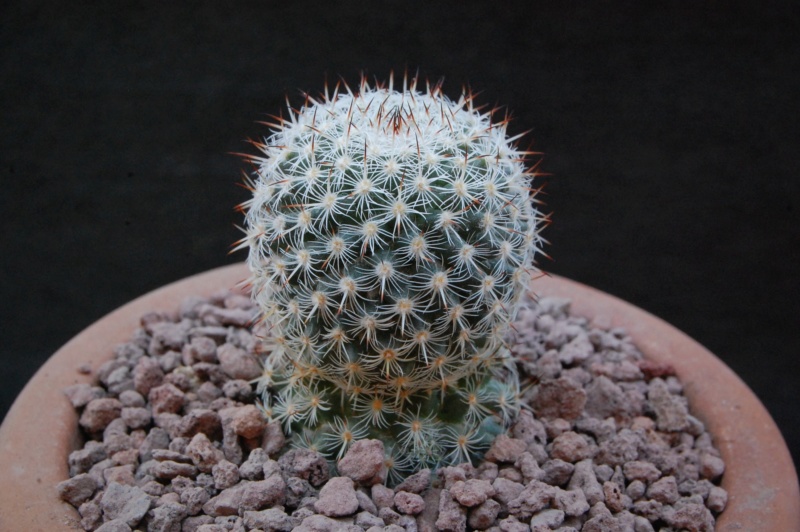 Mammillaria noureddineana 9420-211