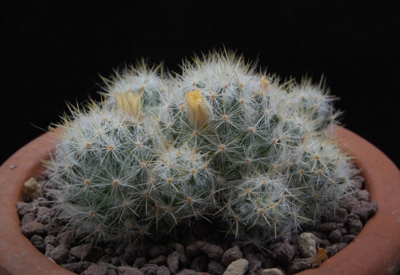 Mammillaria prolifera 9567-210