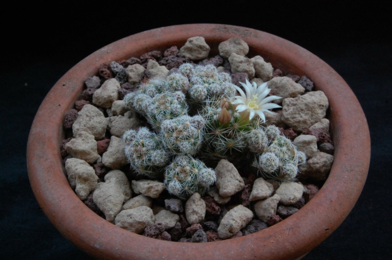 Mammillaria vetula 9726-210