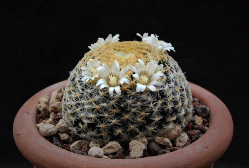 Mammillaria schiedeana 9748-211