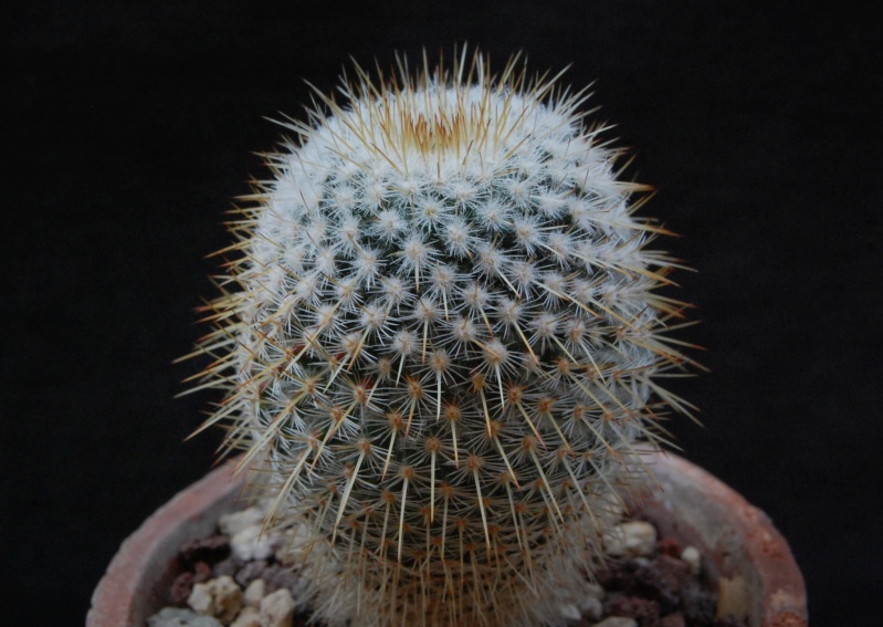 Mammillaria haageana 9895-210