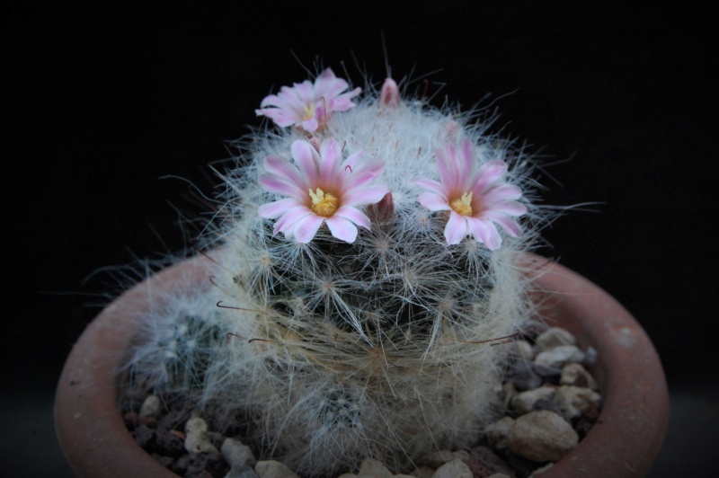 Mammillaria glassii 9937-210